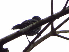 Thamnophilus tenuepunctatus