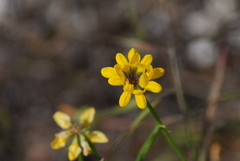 Securigera securidaca