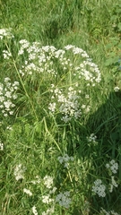 Anthriscus sylvestris