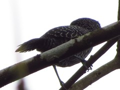 Thamnophilus tenuepunctatus