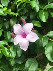 Cryptostegia