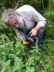 Scutellaria columnae