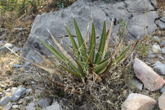 Agave lechuguilla