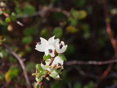 Muehlenbeckia complexa complexa