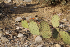 Opuntia