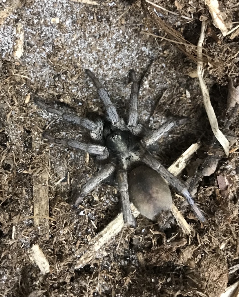 False Tarantula from 1968 E 8th St, Chico, CA 95928, USA on April 24 ...