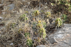 Echinocereus pentalophus pentalophus