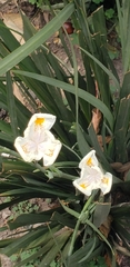 Dietes