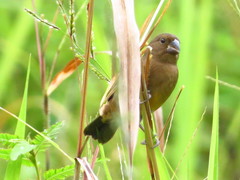 Sporophila angolensis