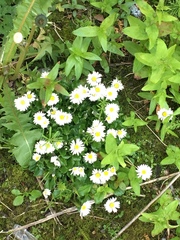 Bellis perennis