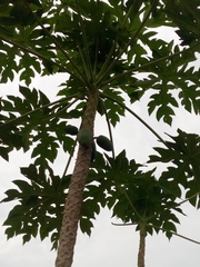 Carica papaya
