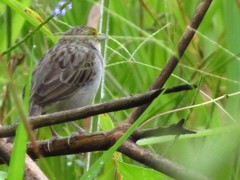 Ammodramus aurifrons