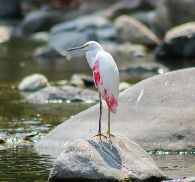 Snowy Egret (Egretta thula)
