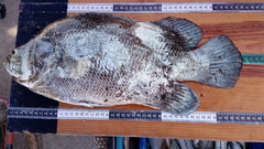 Lobotes surinamensis