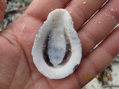 Scutellastra cochlear