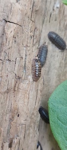 Common Pill Woodlouse photo 5