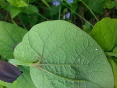 Aristolochia rotunda