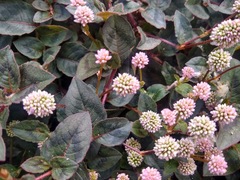 Persicaria capitata