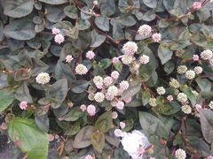 Persicaria capitata