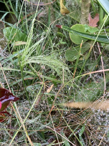 Agrostis montevidensis, 2024-04-26