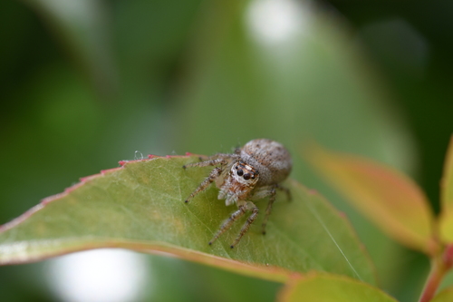 Colonus hesperus photo 6
