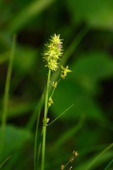 Carex cephalophora