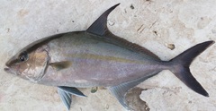 Seriola rivoliana