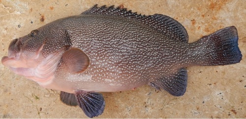 Speckled Hind (Mississippi Saltwater Fish species ( Extended ...