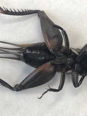 Gryllus texensis