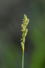 Carex tribuloides