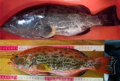 Mycteroperca venenosa