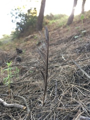 Garrulus glandarius graecus