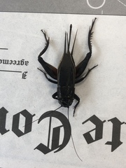 Gryllus texensis