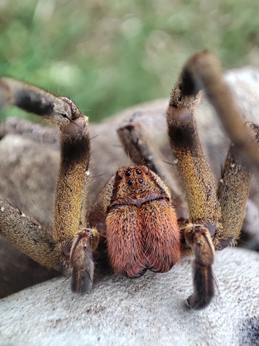 Brazilian wandering spider