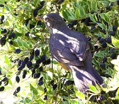 Turdus olivaceus