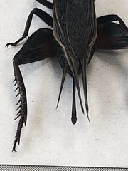 Gryllus texensis