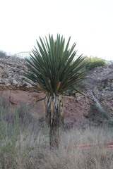 Yucca filifera