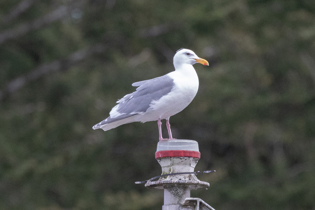 수리갈매기 from Strathcona, BC, Canada on 2024년 04월 23일... Island, BC, Canada · iNaturalist 수리갈매기 (Larus glaucescens)