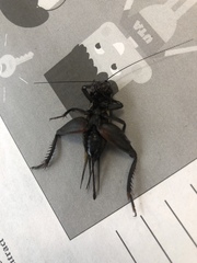 Gryllus texensis