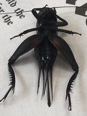 Gryllus texensis