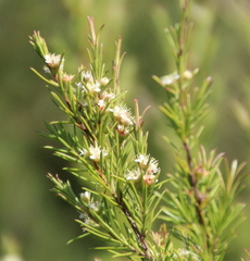 Kunzea linearis