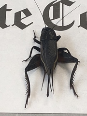 Gryllus texensis