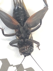 Gryllus texensis