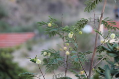 Senegalia berlandieri