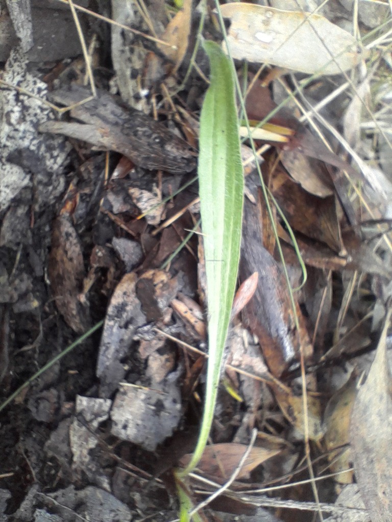 plantains from Cape Bridgewater VIC 3305, Australia on April 25, 2024