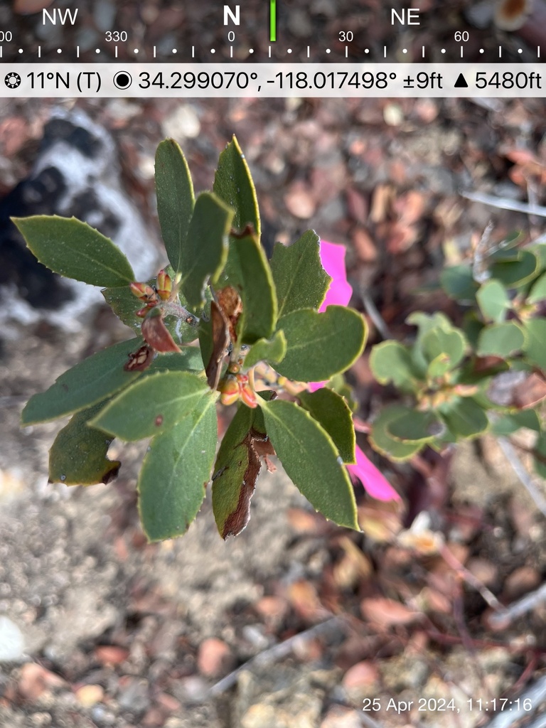 Eastwood's Manzanita from San Gabriel Mountains National Monument ...