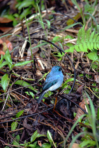 Gobemouche indigo (Eumyias indigo)