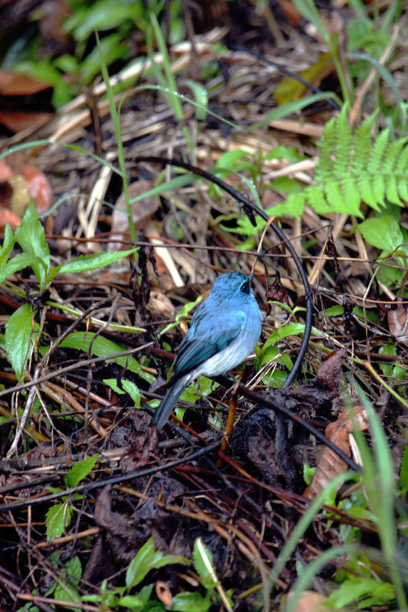 Indigo Flycatcher (Eumyias indigo)