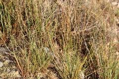 Asphodelus fistulosus