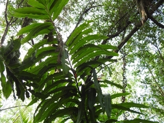 Acrostichum danaeifolium